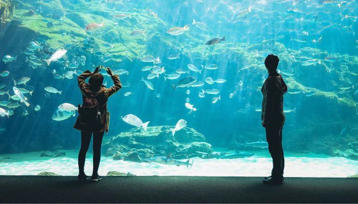 Dubai Aquarium & Underwater Zoo