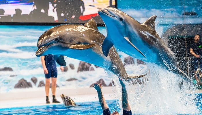 Dubai Dolphinarium