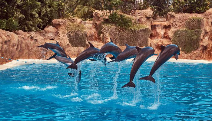 Dubai Dolphinarium one of sightseeing places in dubai