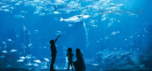 The Lost Chamber Aquarium in Dubai