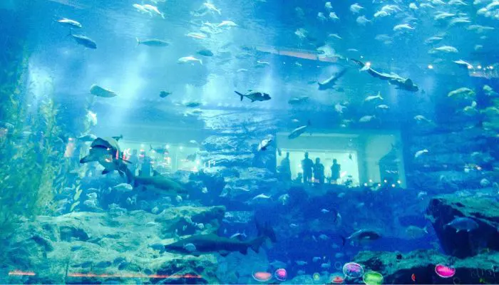 Dubai Aquarium & Underwater Zoo