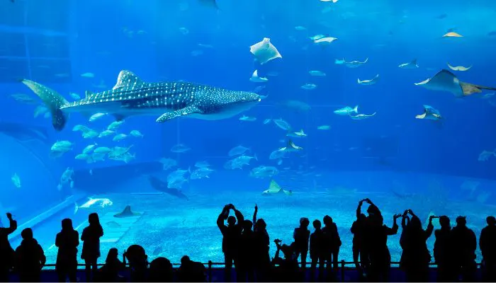 Dubai Aquarium & Underwater Zoo (2)