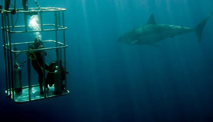Experience the Cage Snorkeling 