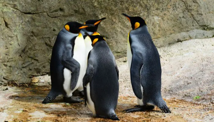 Gentoo penguins in Underwater Zoo