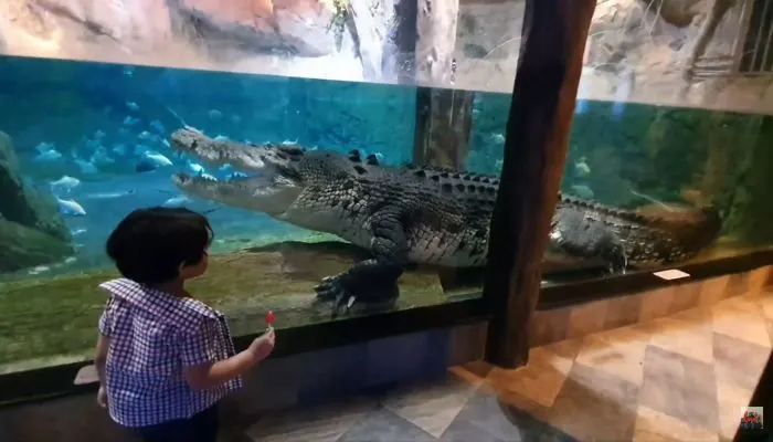 King Croc 