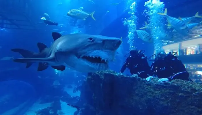 Scuba Diving at Dubai Aquarium