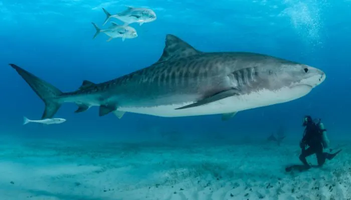 Shark diving experience