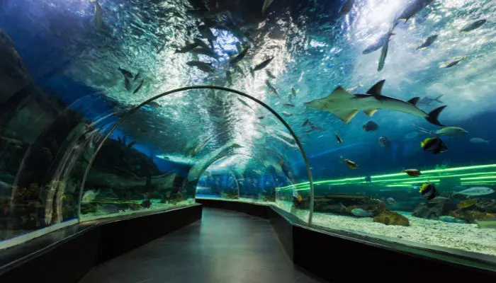 Tour of Dubai Aquarium & Underwater Zoo