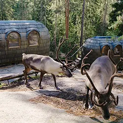 Finland Tour Packages - Nuuksio National Park