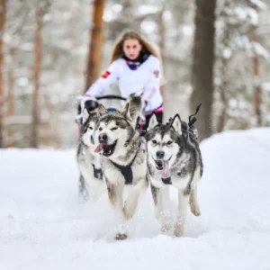 Husky Sledding