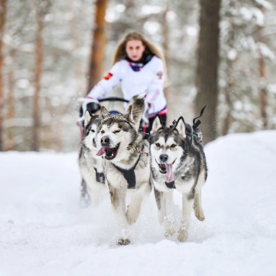 Northern Lights Packages - Husky Sledding