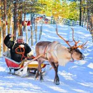 Reindeer Farm Visit