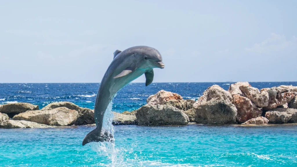 Dolphin Watching