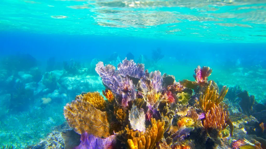 Banana Reef snorkeling spot in Maldives