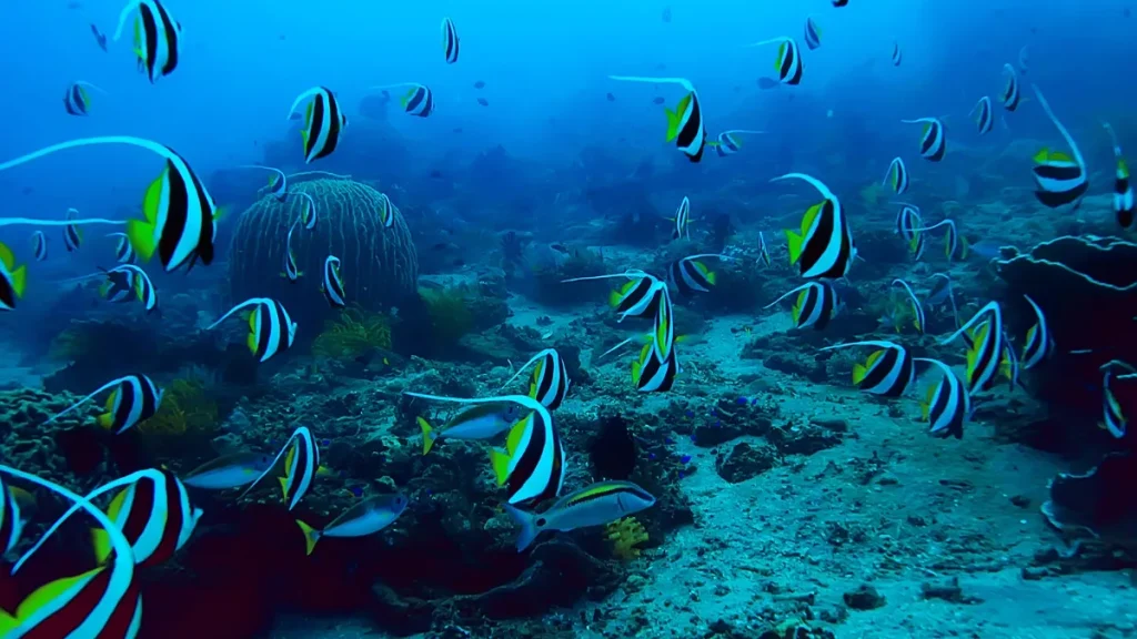 Underwater Marine Life While Snorkeling